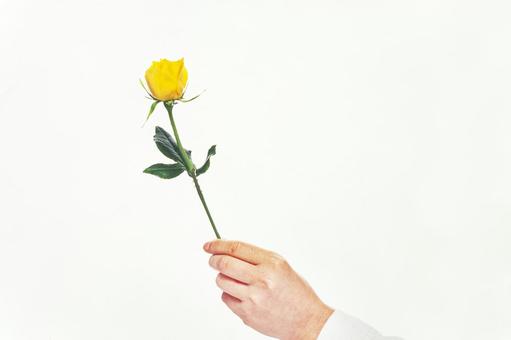 Rose flower in hand 2, JPG