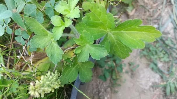 フウロソウ属の植物は区別が難しい フウロソウ属の植物は区別が難しいの写真