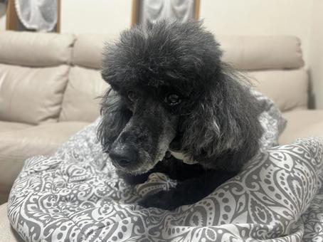 ブラックのトイプードル ブラックのトイプードル 犬,小型犬,トイプードルの写真素材