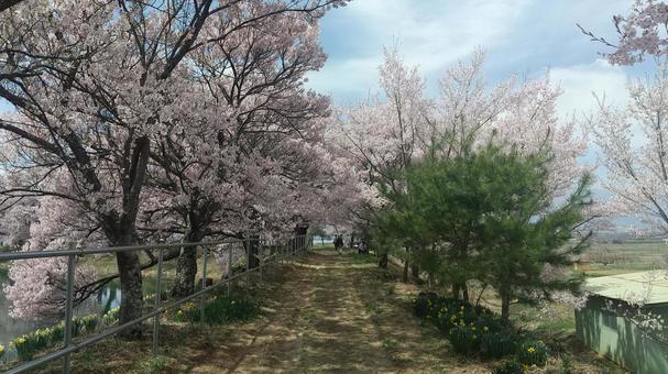 桜の小道 桜の小道の写真