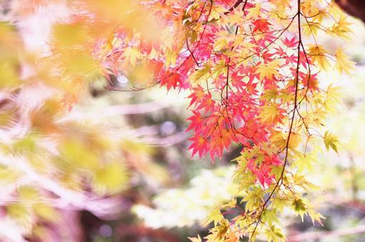 色鮮やかな紅葉 色鮮やかな紅葉の写真