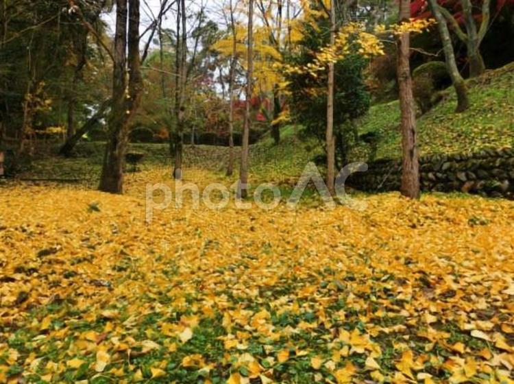 銀杏の絨毯 10月,9月,いちょうの写真素材
