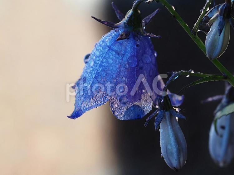 山野草・ヒメシャジン（花の百名山黒斑山） ヒメシャジン,花,草の写真素材