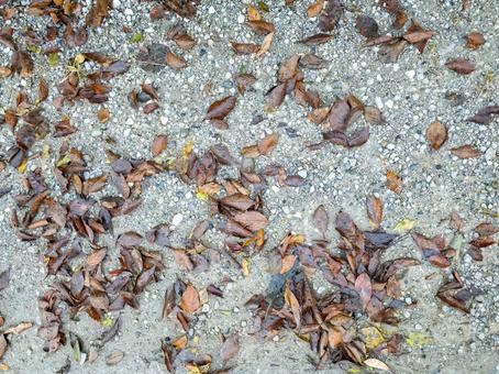 濡れた落ち葉のある地面 落ち葉,雨上がり,地面の写真素材