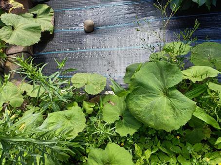 Photo, a herbicide sheet, effect, weed, 
