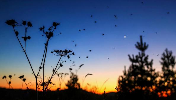 夕暮れから夜への移ろい 夕暮れから夜への移ろいの写真