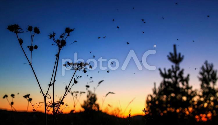 夕暮れから夜への移ろい 夕暮れ,秋夜,グラデーションの写真素材