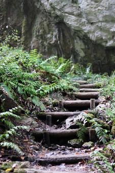 自然の中の階段 階段,自然,木の写真素材