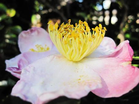 サザンカ・山茶花 サザンカ・山茶花 サザンカ,クローズアップ,秋の写真素材