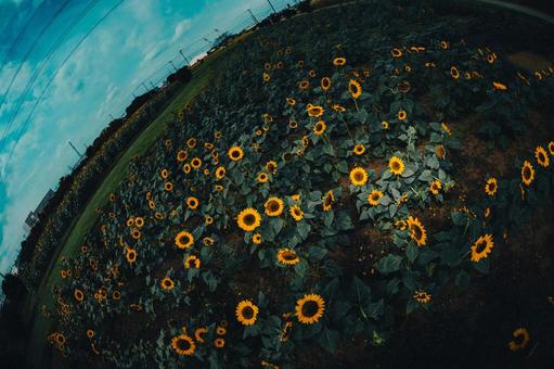 ひまわり ひまわりの写真