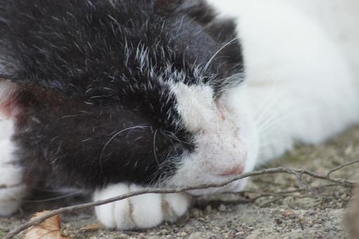 ねこ ねこの写真