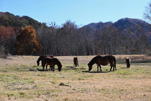 木曾馬 木曾馬,馬,動物の写真素材