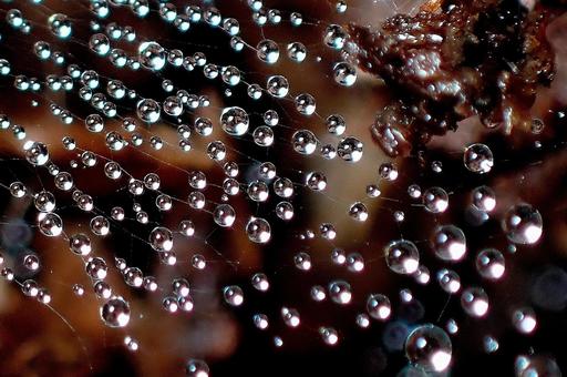 蜘蛛の巣に雨の雫 蜘蛛の巣,雨のしずく,蜘蛛の写真素材
