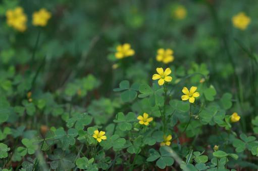 カタバミ カタバミ,花,花びらの写真素材