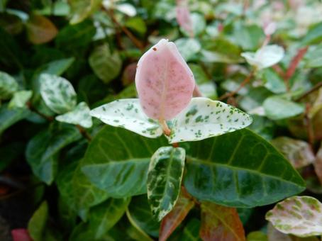【f花の写真】 ハツユキカズラ 【f花の写真】 ハツユキカズラの写真