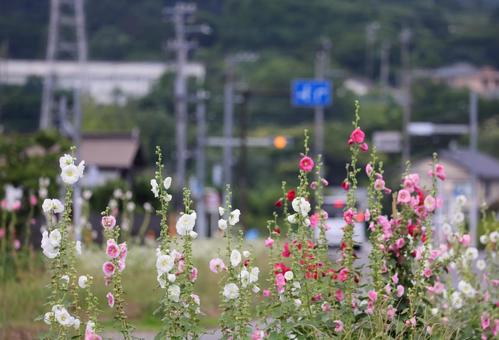 Hollyhocks that brighten up the town - Minamiashigara, JPG Hollyhocks that brighten up the town - Minamiashigara, JPG