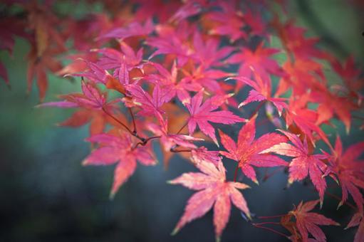 赤い紅葉の葉 もみじ,秋,木の写真素材