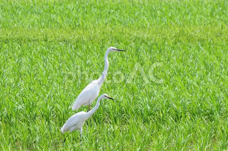 白いサギが下と田植えの終わった水田 サギ,屋外,背景の写真素材