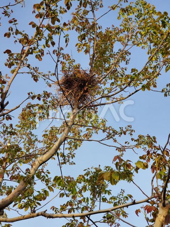 カラスの巣 カラス,巣,くるみの木の写真素材