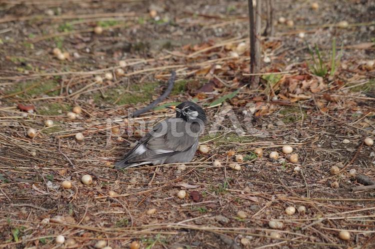 冬の「ムクドリ」 ムクドリ,野鳥,鳥の写真素材