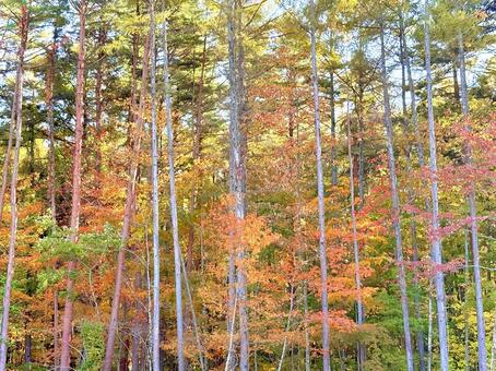 秋色の樹々 01 秋,森,木漏れ日の写真素材