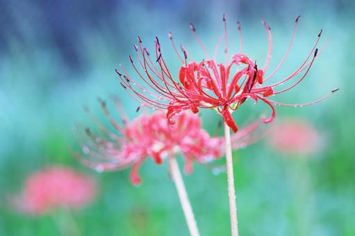 Red spider lilies blooming in the autumn fields, JPG Red spider lilies blooming in the autumn fields, JPG