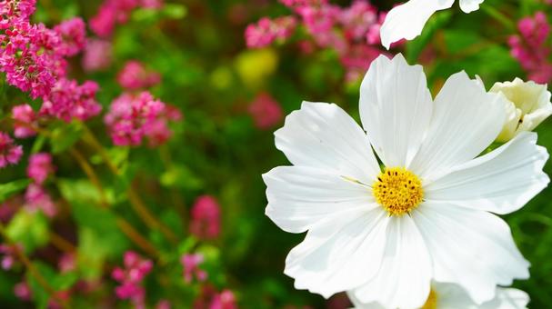 白いコスモス 花,コスモス,白いの写真素材