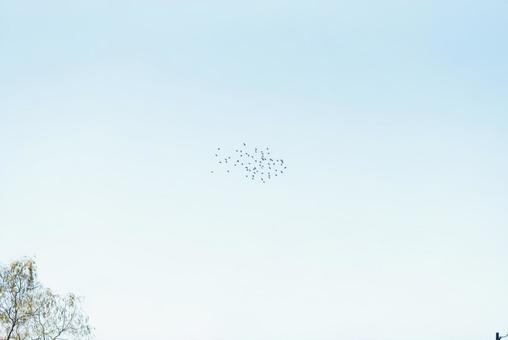 大空を優雅に舞うハトの群れ ハト,野鳥,鳥の写真素材