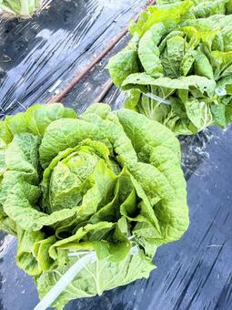 畑で育つ白菜 白菜,家庭菜園,自給自足の写真素材