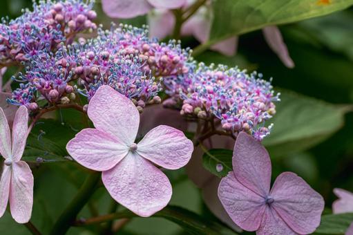 佐賀-【見返りの滝とあじさい】 佐賀,唐津市,見返りの滝の写真素材