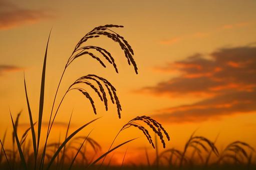 夕焼けと揺れる稲穂 夕焼けと揺れる稲穂の写真