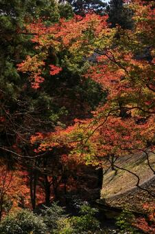 室生寺 室生寺,五重塔,国宝の写真素材