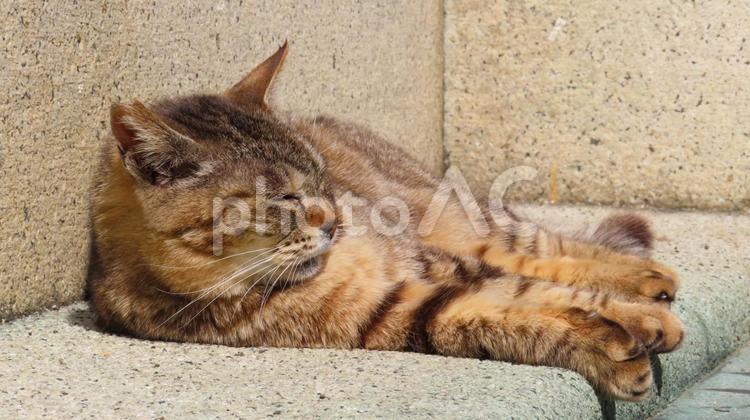 日向ぼっこに全集中する可愛い眠り猫 猫,キジトラ,昼寝の写真素材