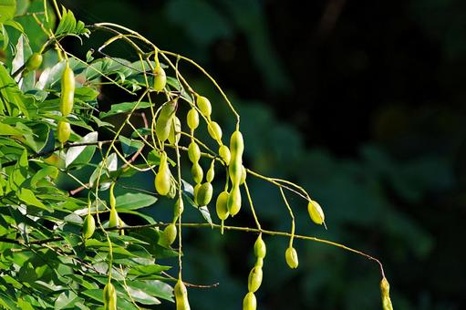 陽射しとエンジュの実 陽射し,エンジュ,槐の写真素材