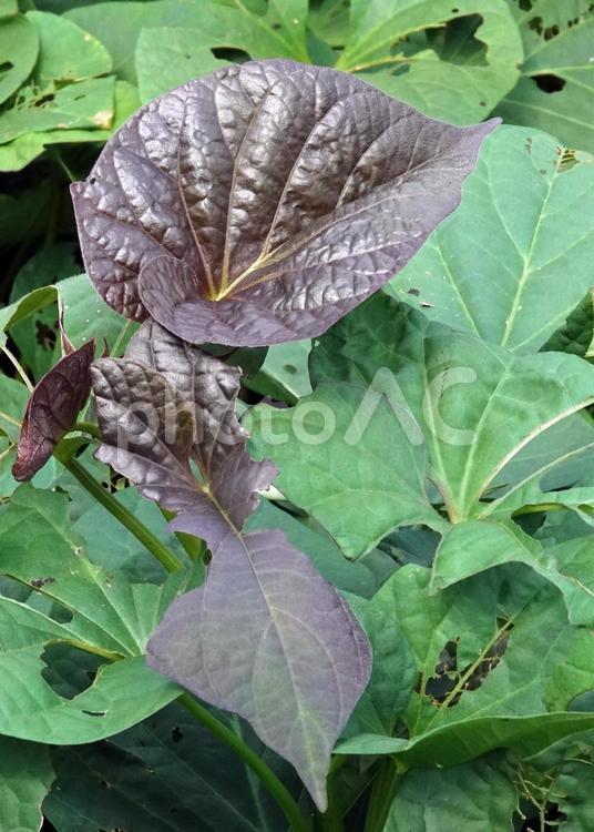 幼いサツマイモの葉は旨いのかな 野菜,植物,根菜の写真素材