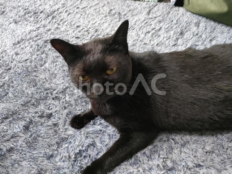 絨毯でくつろぐ黒猫 猫,動物,生物の写真素材