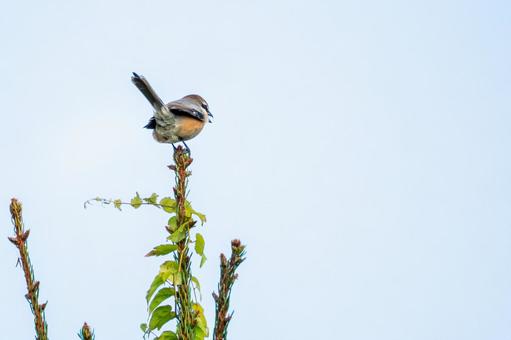 モズ(41) モズ(41)の写真