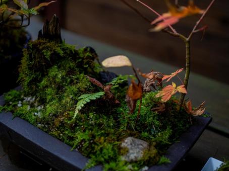 苔と落ち葉の盆栽 盆栽,苔,落ち葉の写真素材