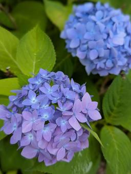 アジサイの花 3 アジサイの花 3の写真