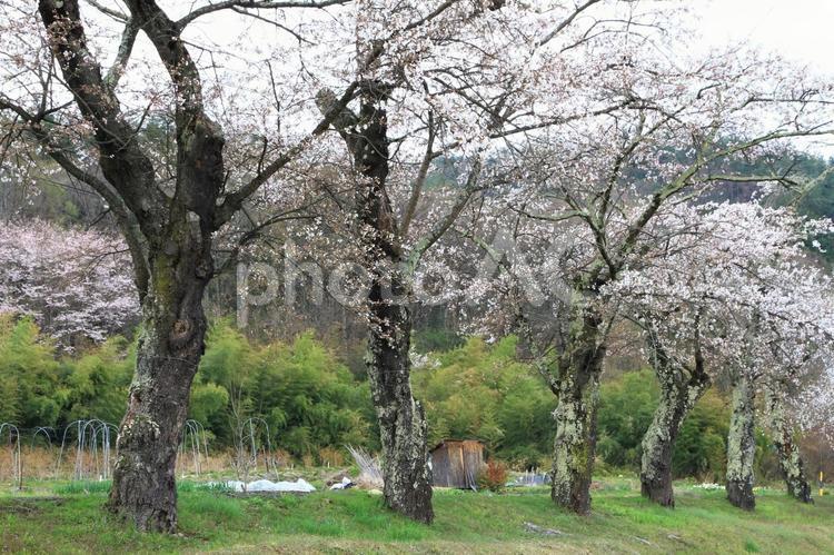 里山風景（白馬村） 里山,風景,景色の写真素材
