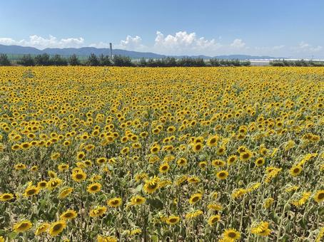 夏休み① 夏休み① ひまわり,向日葵,ヒマワリの写真素材
