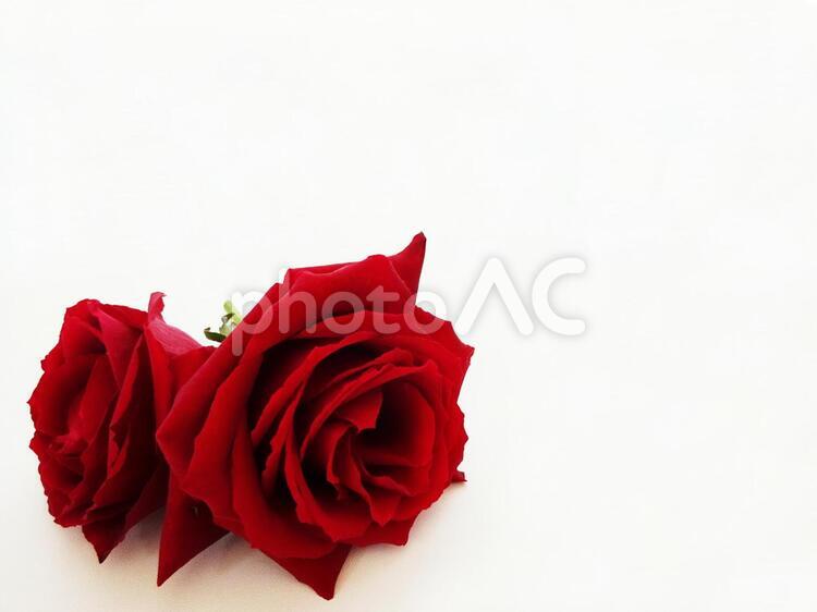 薔薇のプレゼント５ 薔薇,感情,花びらの写真素材
