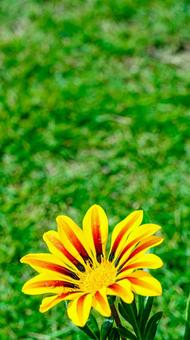 ガザニアの花の写真