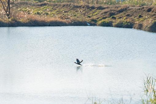 水面に足を引きずりながら飛ぶカワウ カワウ,鵜,水鳥の写真素材