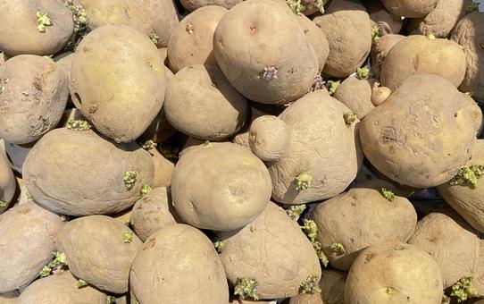 芽が出たジャガイモの山 ジャガイモ,芽,発芽の写真素材