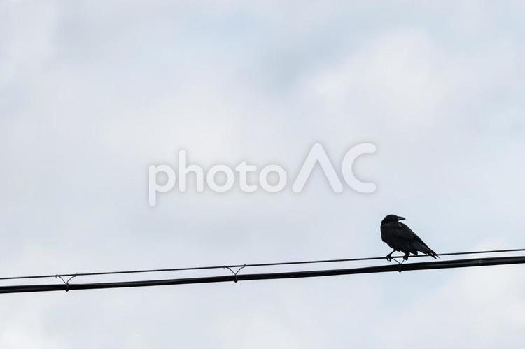 電線にとまるカラス 鳥,カラス,烏の写真素材