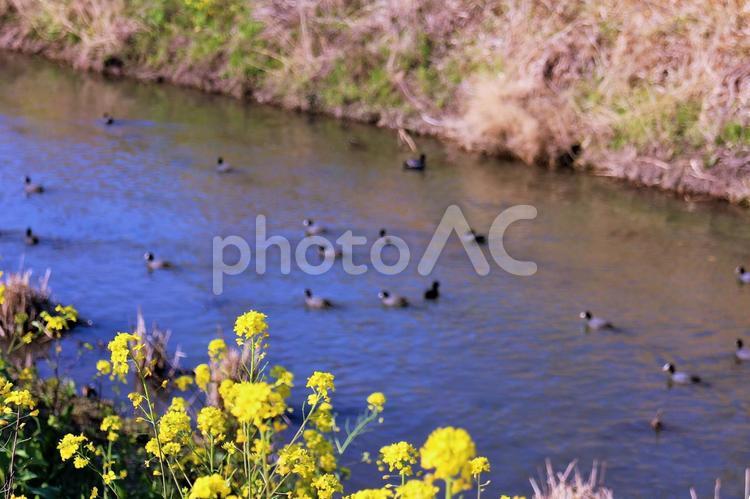 渡り鳥と菜の花　春 オオバン,水鳥,渡り鳥の写真素材