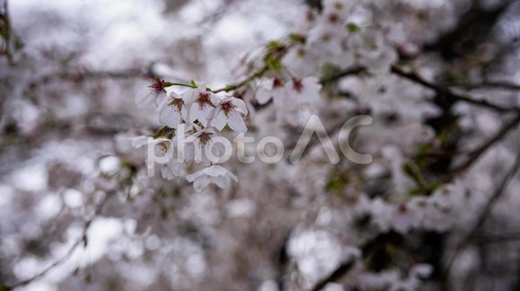 雨上がりの桜　マクロ撮影　クローズアップ 桜,桜の花びら,雨上がりの写真素材