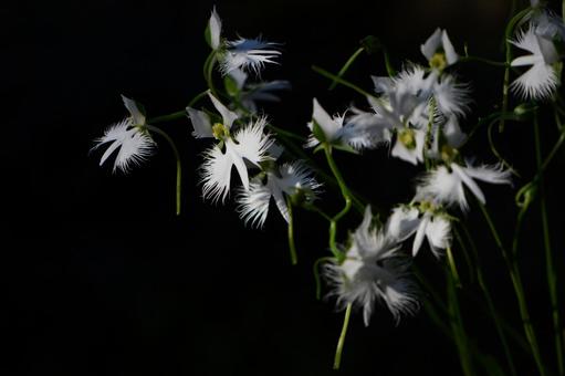 サギソウ 31の写真