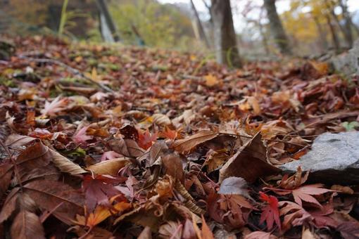 秋の落ち葉と紅葉 秋の落ち葉と紅葉 落ち葉,紅葉,枯れ葉の写真素材